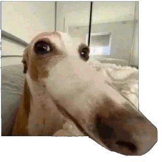 🐶