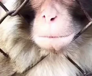 🤩