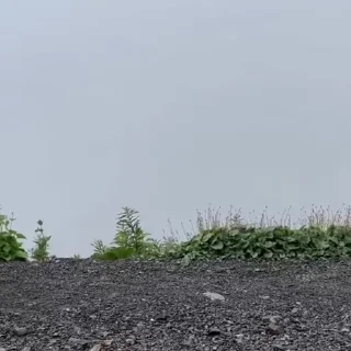 🚶‍♀️