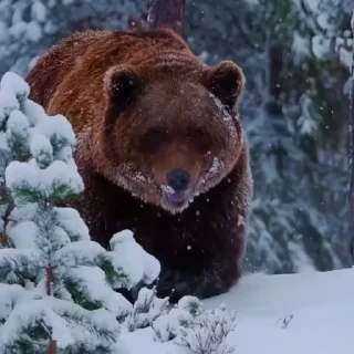 🤩