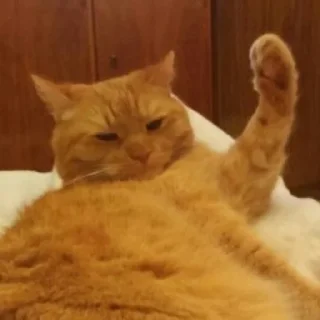 🙋