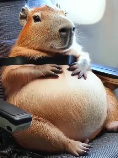 🌟