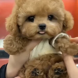 🐶