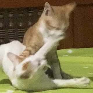 😾