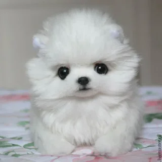 🐶