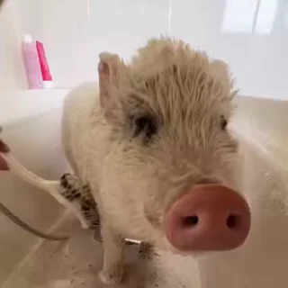 🐷