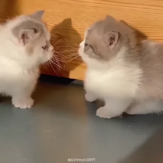🌟