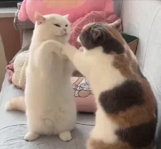 🌟