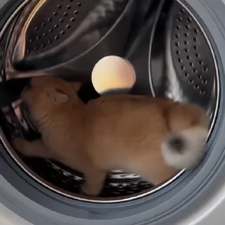 🐈‍⬛️