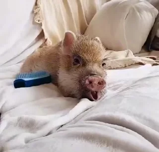 🐷