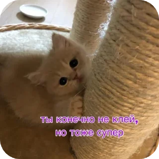 🐱