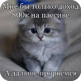 🐱