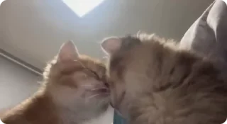 🥰
