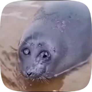 🥺