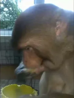 🙈