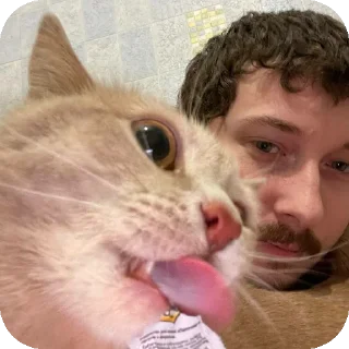 🐱