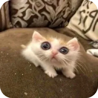 🐱