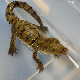 🥺