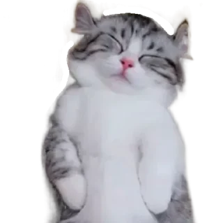 🐈