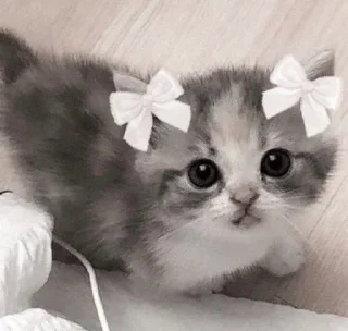 🐱
