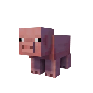 🐽
