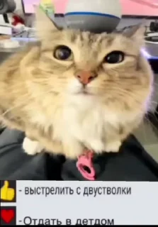 ⚡