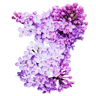 🌸