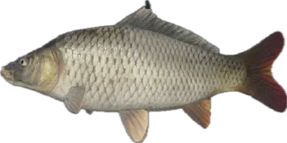 🐟
