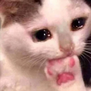 🐈