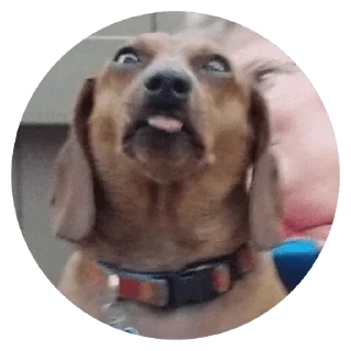 🐶