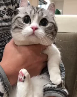 cutie cat @retardedcult