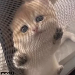 👀