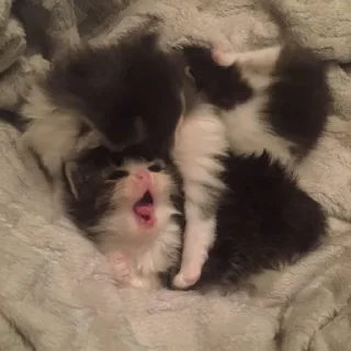 🎀