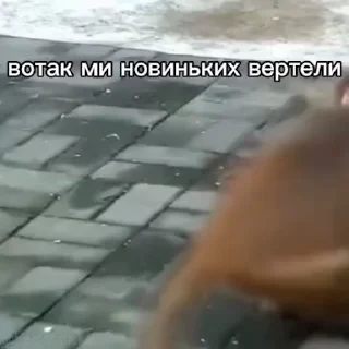 🙈