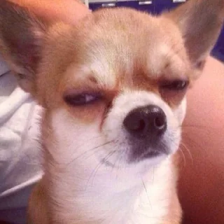🐶