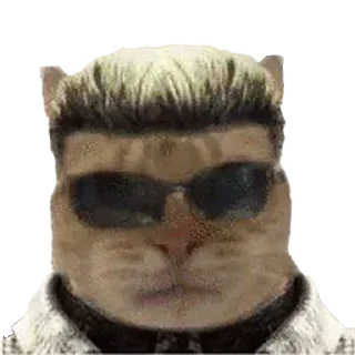😼
