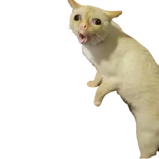 😲