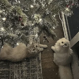 🤩