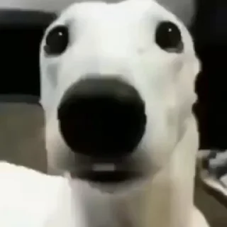 🐩