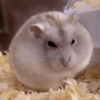 🐹