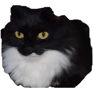 Коты ъеъ