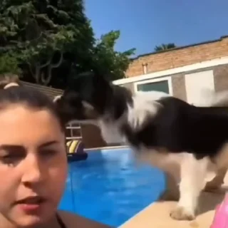 🐩