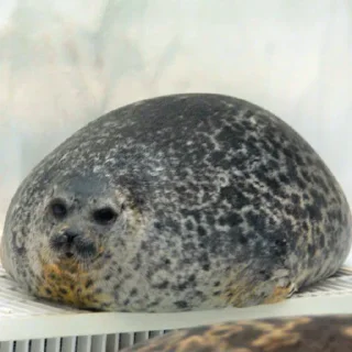 🦭