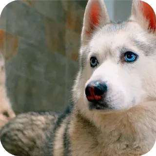 🐶