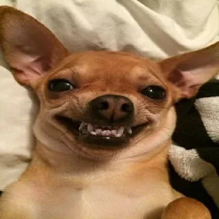 🐕
