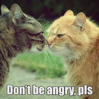 😸