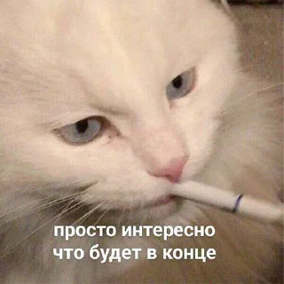 🫶
