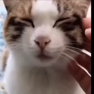 🐈