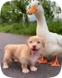 🐶