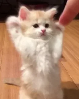 😎